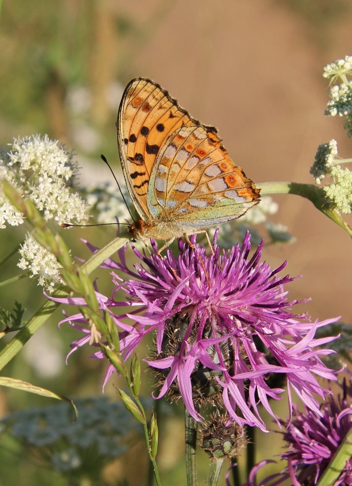 Image of Centaurea scabiosa specimen.