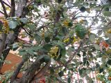 Sorbus intermedia. Часть кроны плодоносящего дерева. Венгрия, Хевеш, г. Эгер, у рынка. 11.09.2012.