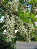 Robinia pseudoacacia