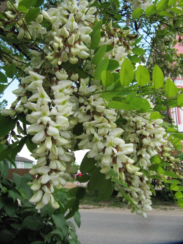 Изображение особи Robinia pseudoacacia.