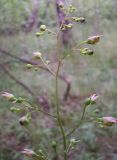 Scrophularia nodosa. Соцветие с цветками и бутонами. Курская обл., Фатежский р-н, с. Игино. 12 июня 2007 г.