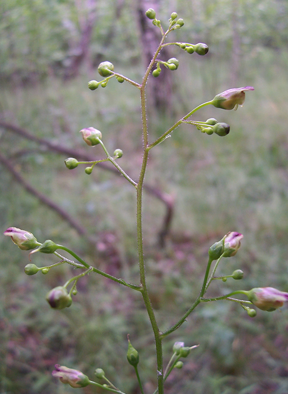 Изображение особи Scrophularia nodosa.