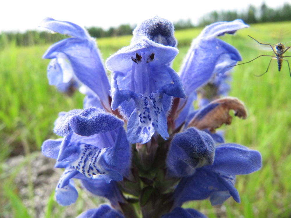 Изображение особи Dracocephalum ruyschiana.