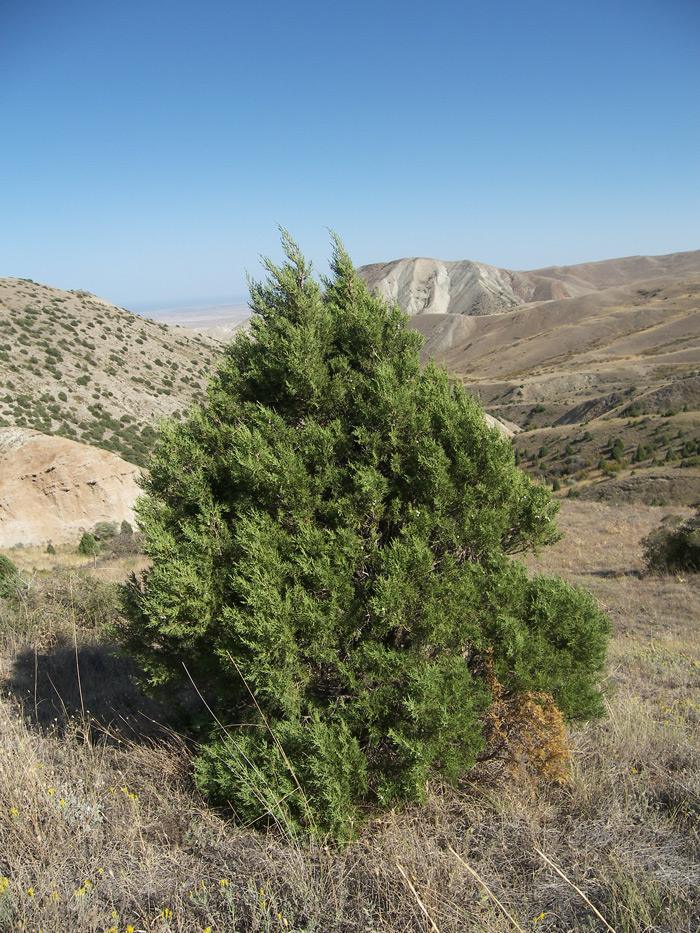 Image of Juniperus polycarpos specimen.