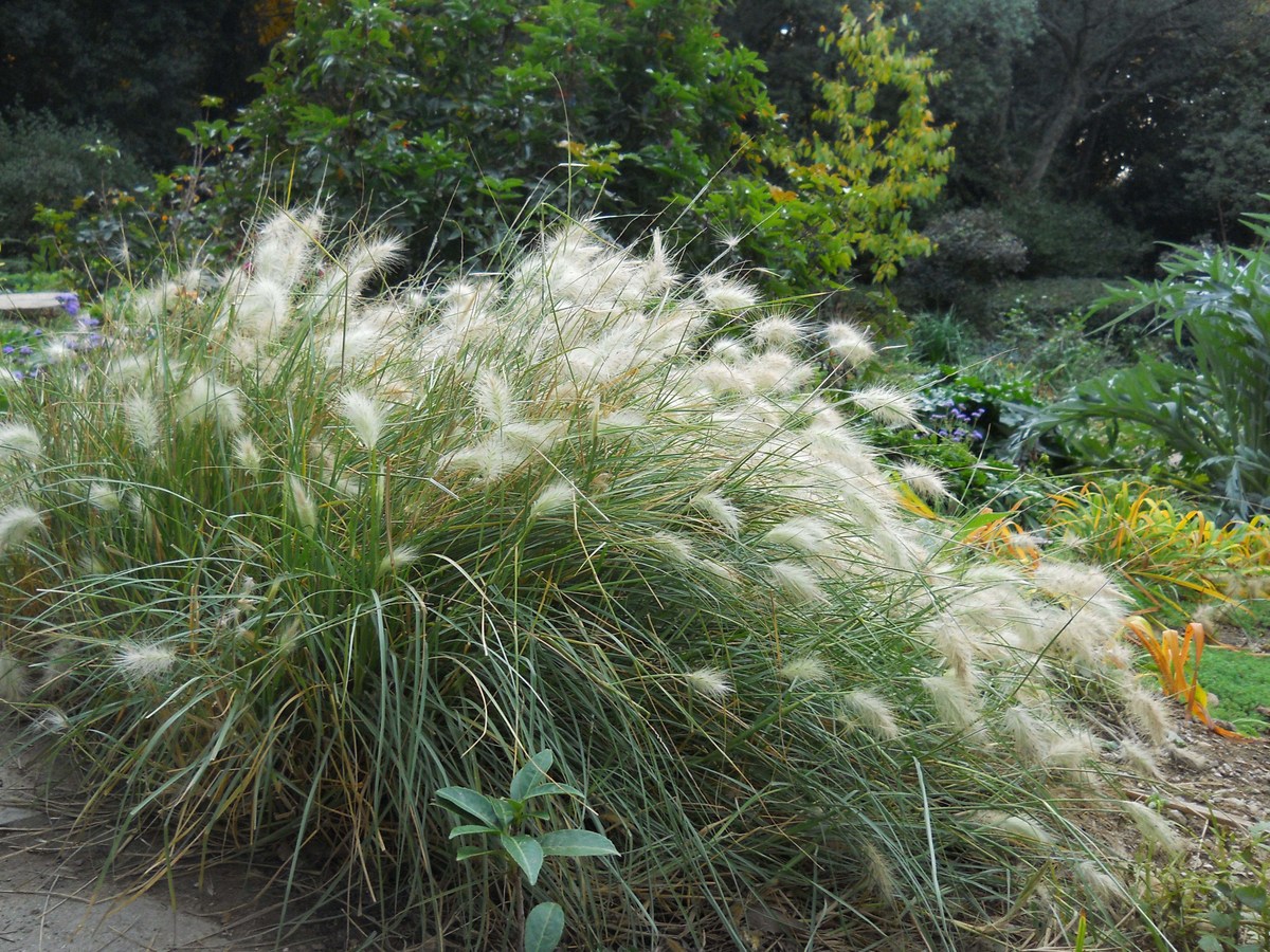 Изображение особи Pennisetum villosum.