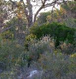 Teucrium creticum