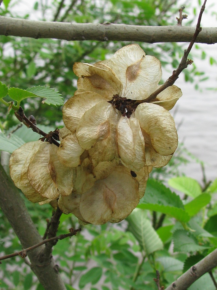 Изображение особи род Ulmus.