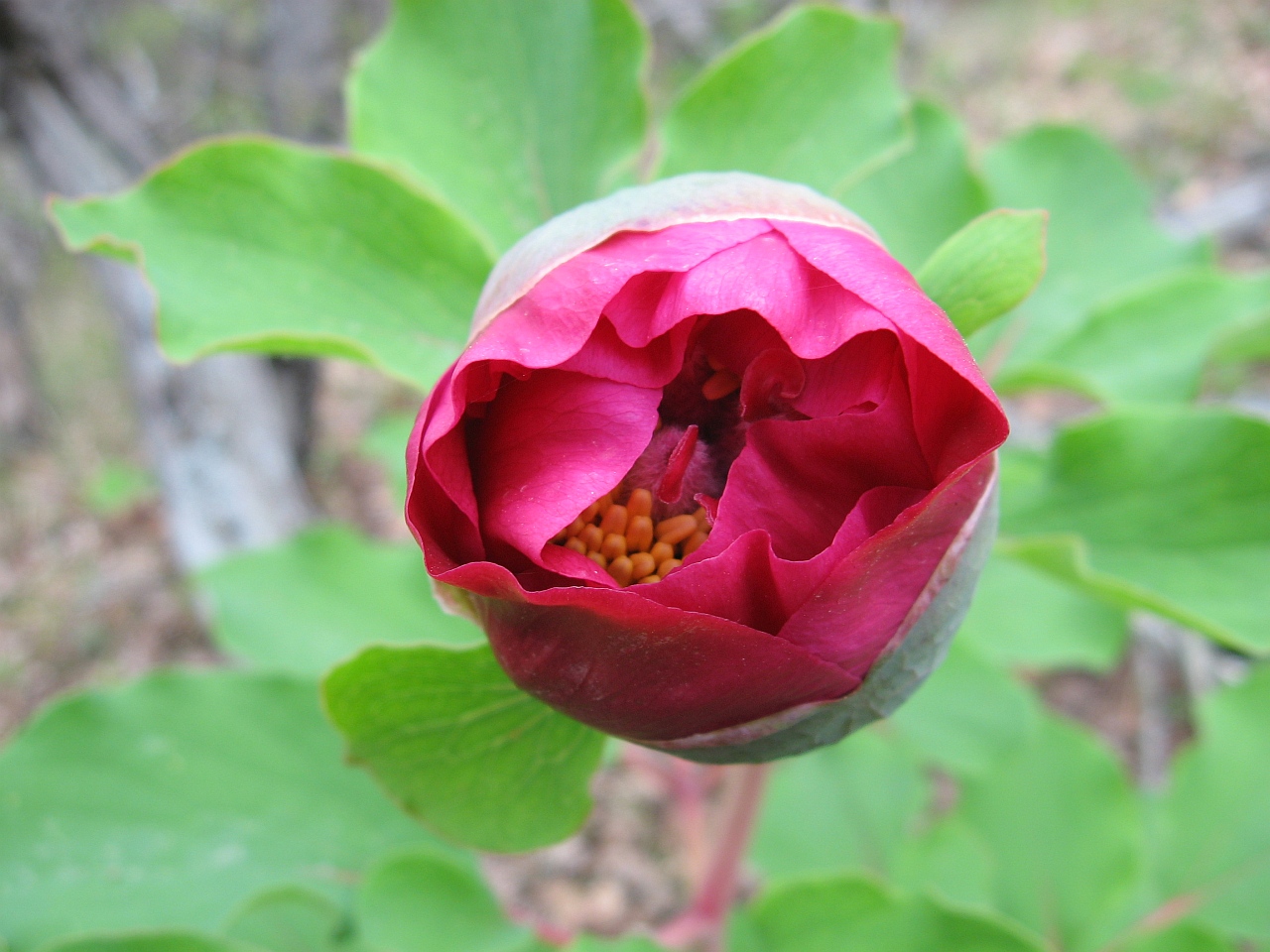 Image of Paeonia daurica specimen.