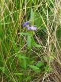 Polygala vulgaris