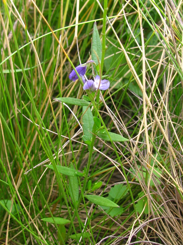 Image of Polygala vulgaris specimen.