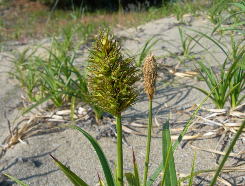 Изображение особи Carex macrocephala.