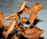 Fagus sylvatica. Побег с увядшими листьями. Украина, г. Кривой Рог, ботанический сад. Январь 2013 г.