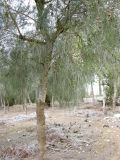 Casuarina equisetifolia. Ствол и часть кроны с соплодиями. Израиль, Северный Негев, лес Лаав. 23.01.2013.