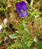 Viola tricolor
