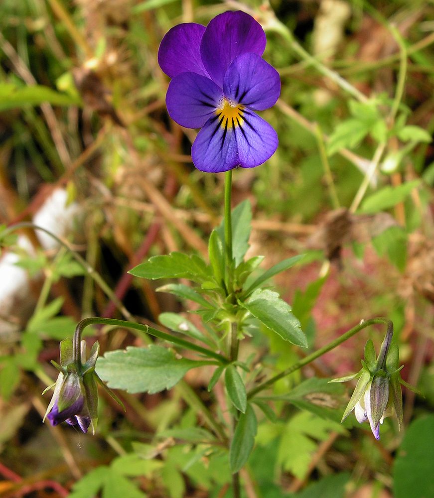 Изображение особи Viola tricolor.