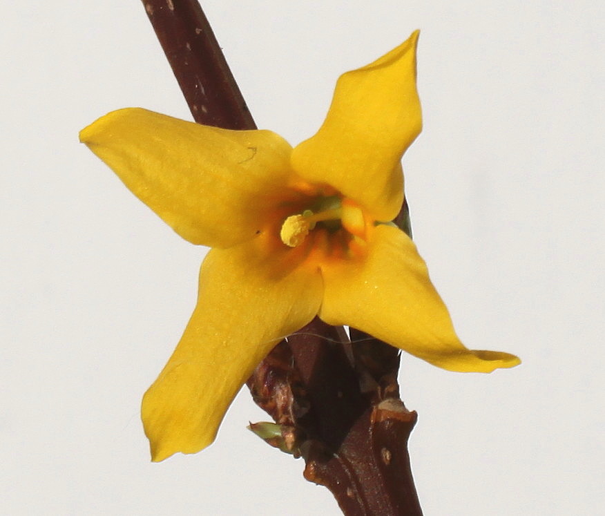 Image of Forsythia × intermedia specimen.