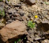 Aaronsohnia factorovskyi. Цветущее растение. Израиль, нагорье Негев, кратер Рамон. 15.03.2010.