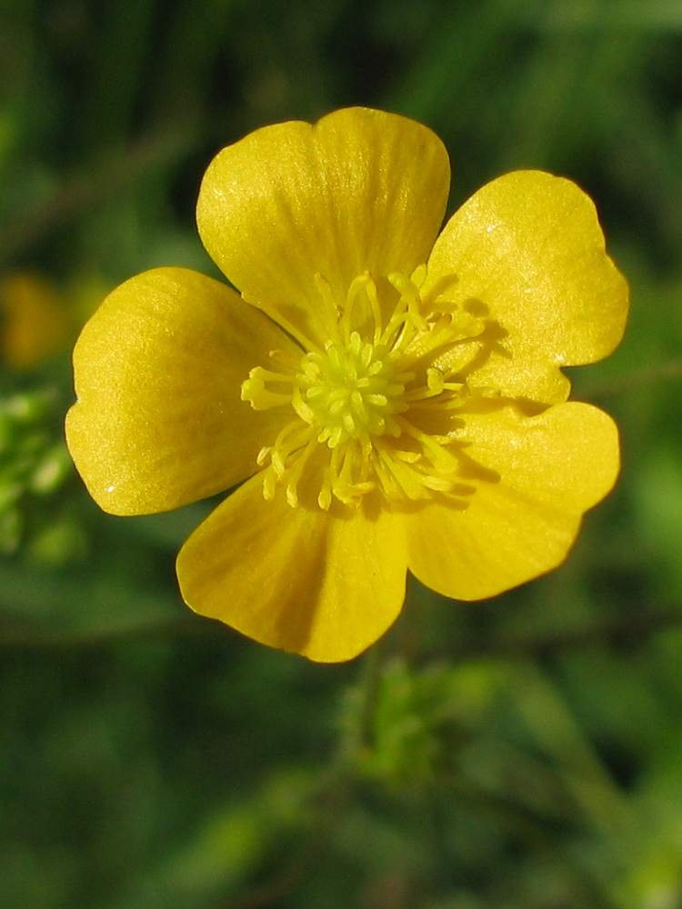 Изображение особи Ranunculus acris.