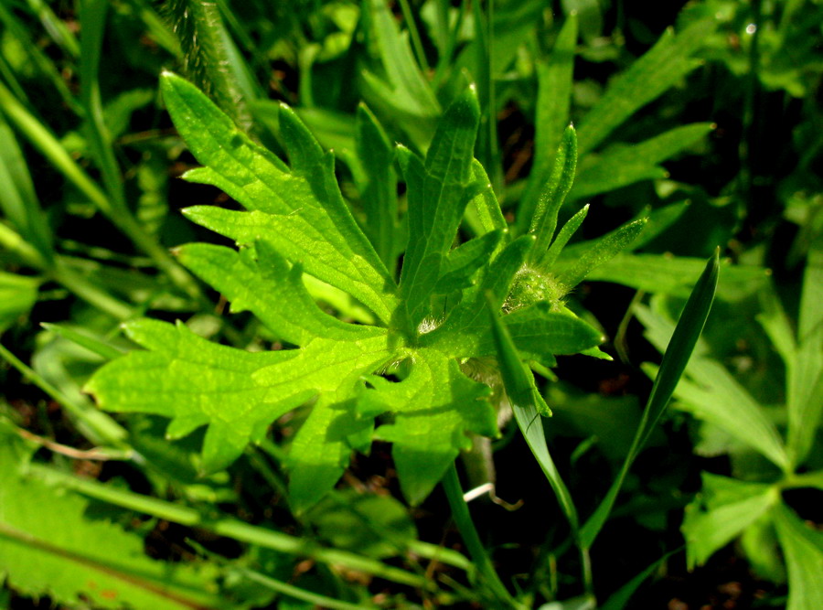 Image of Ranunculus submarginatus specimen.