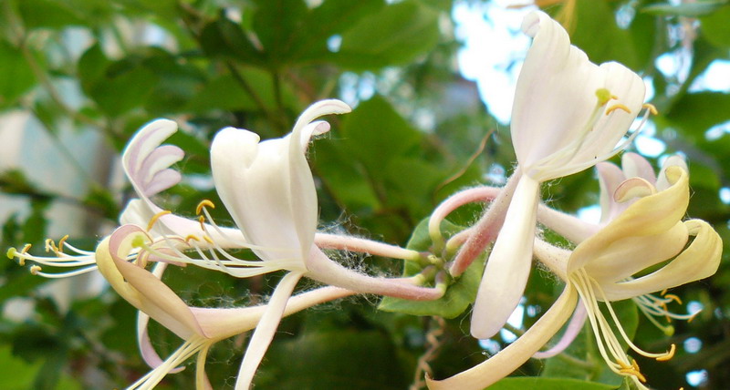 Изображение особи Lonicera japonica.