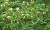 Clematis serratifolia