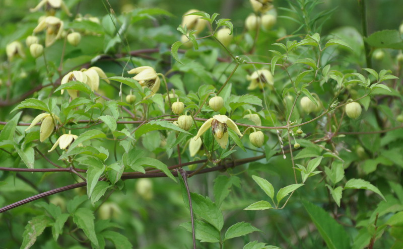 Изображение особи Clematis serratifolia.