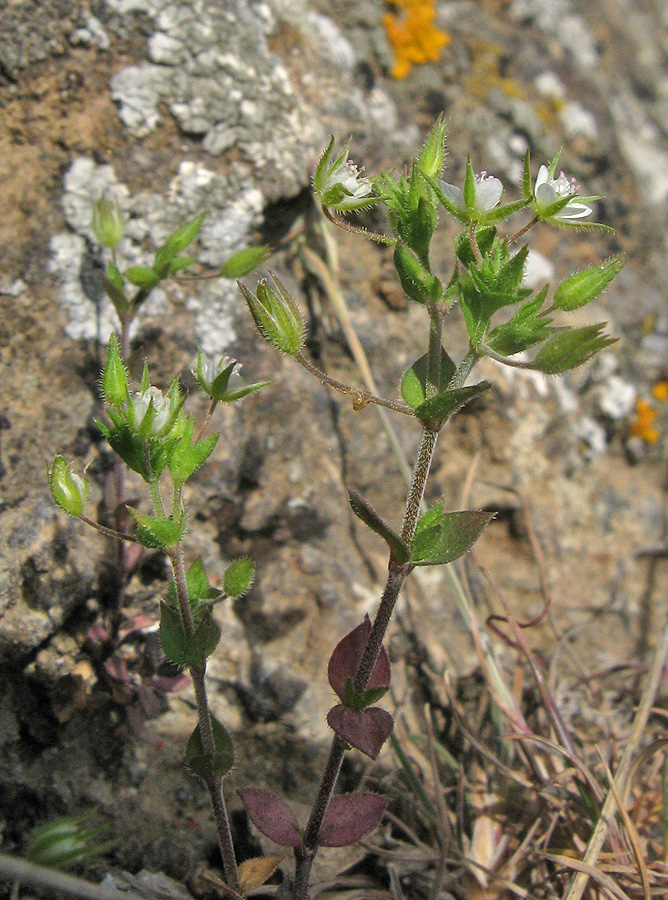 Image of Arenaria serpyllifolia specimen.