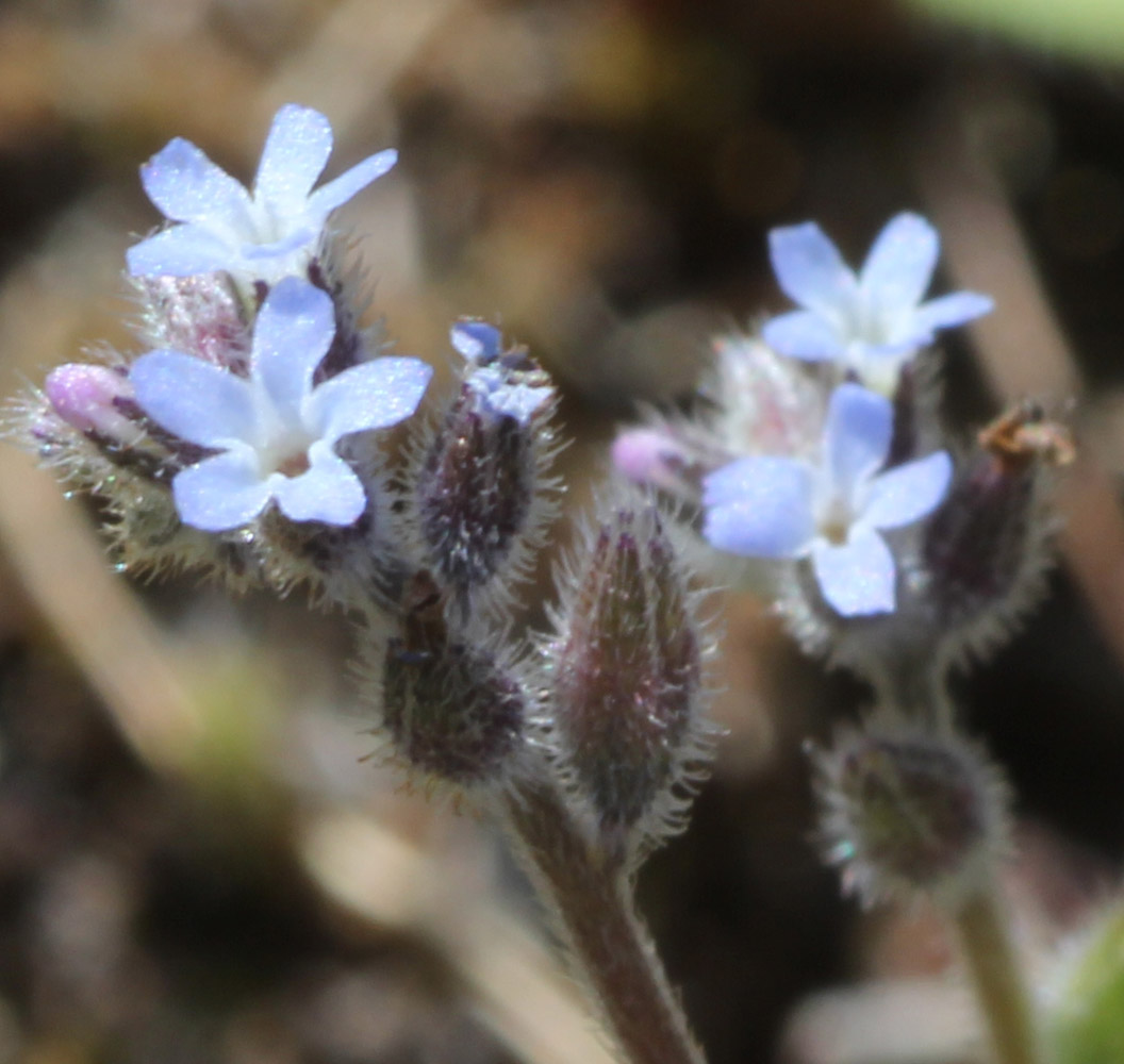 Изображение особи Myosotis micrantha.