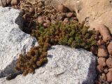 Sedum sexangulare