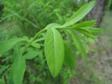 Spiraea salicifolia