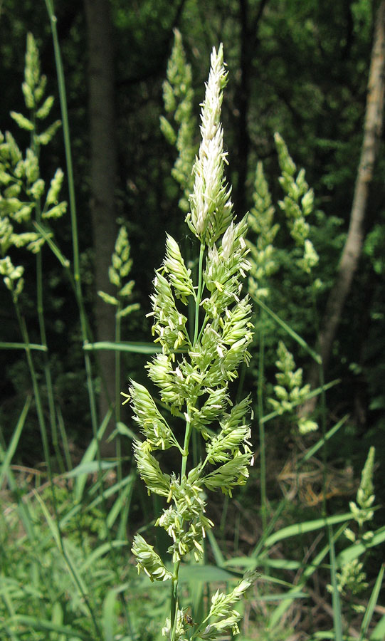 Изображение особи Phalaroides arundinacea.