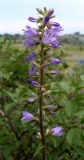 Campanula bononiensis. Соцветие. Ростовская обл., Азовский р-н, побережье Таганрогского залива в окр. косы Очаковская, склон надбереговой террасы, под кустарником. 04.07.2012.