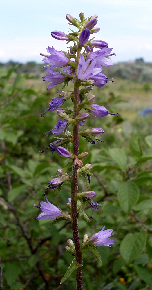 Изображение особи Campanula bononiensis.