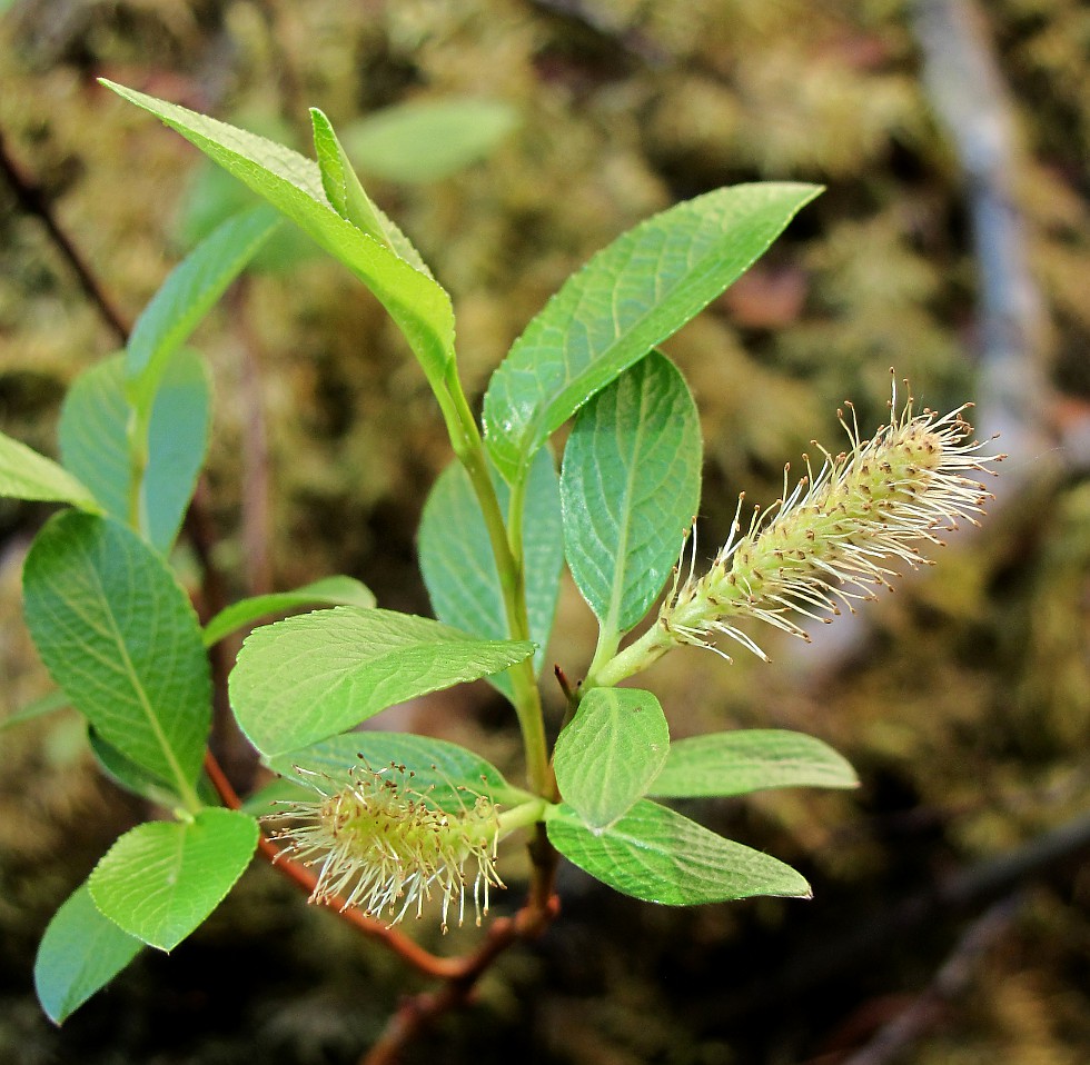 Изображение особи Salix arbuscula.