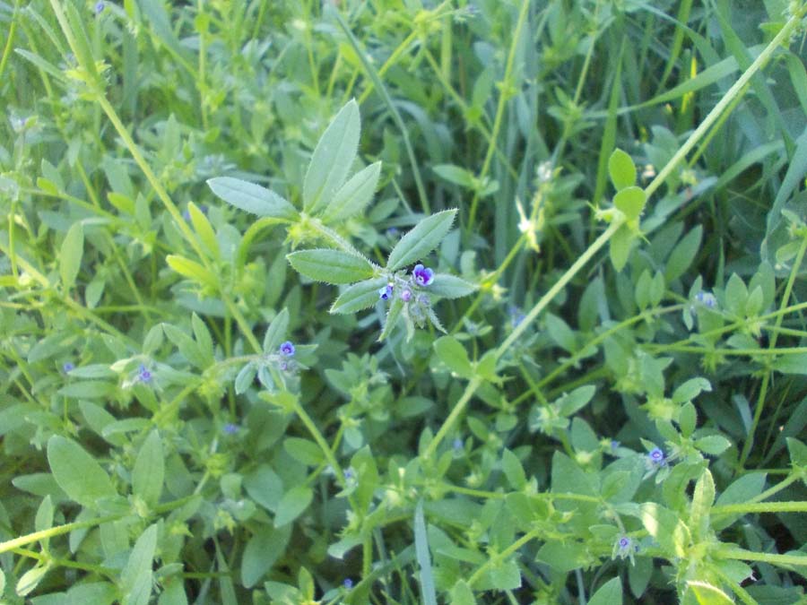 Изображение особи Asperugo procumbens.