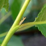 Image of taxon representative. Author is Сергей Глотов