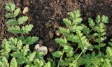 Erodium moschatum