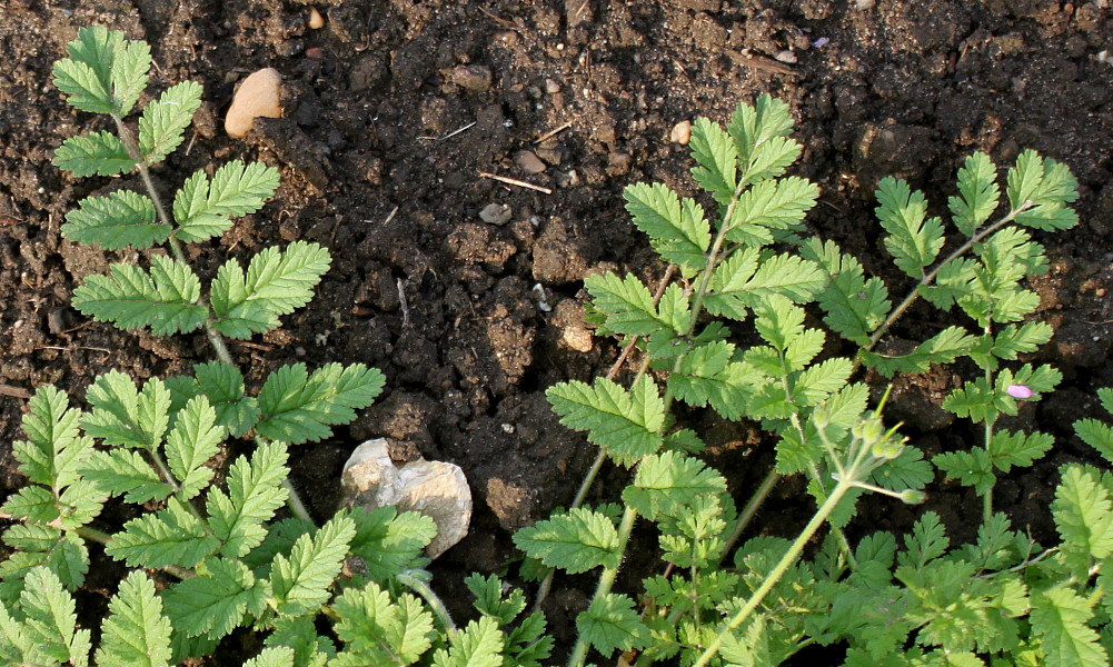 Изображение особи Erodium moschatum.