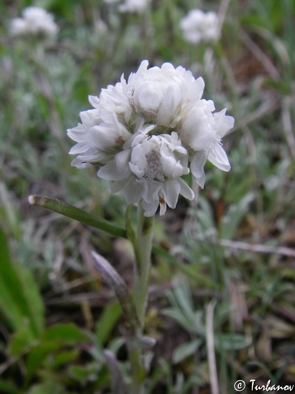 Изображение особи Antennaria dioica.