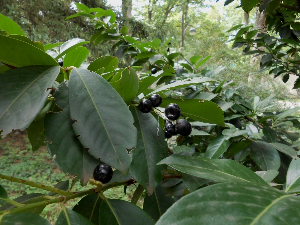 Image of Lauro-cerasus officinalis specimen.