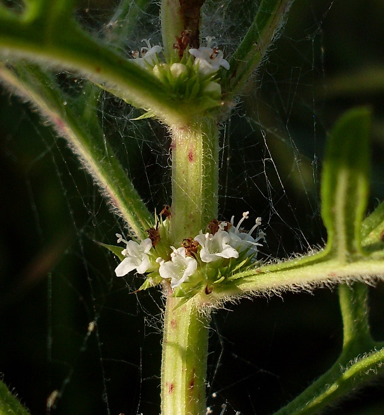 Image of Lycopus exaltatus specimen.