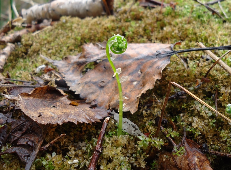 Изображение особи Gymnocarpium dryopteris.