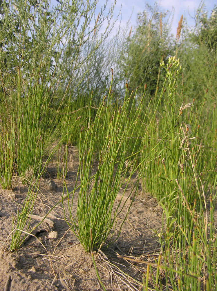 Изображение особи Equisetum ramosissimum.