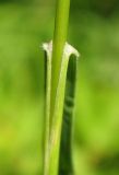 Brachypodium pinnatum. Влагалище листа. Костромская обл., Кологривский район, заповедник \"Кологривский лес\", пойма р. Вонюх. 12 июня 2013 г.