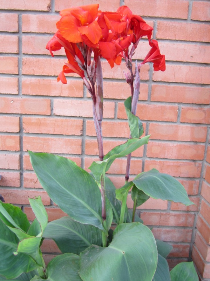 Image of Canna indica specimen.