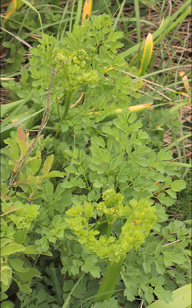 Image of Thalictrum minus specimen.