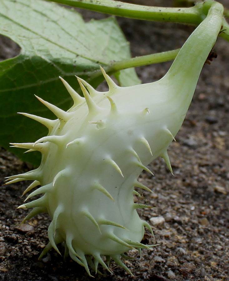 Image of Cyclanthera brachystachya specimen.