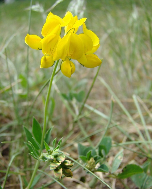 Image of Lotus × ucrainicus specimen.