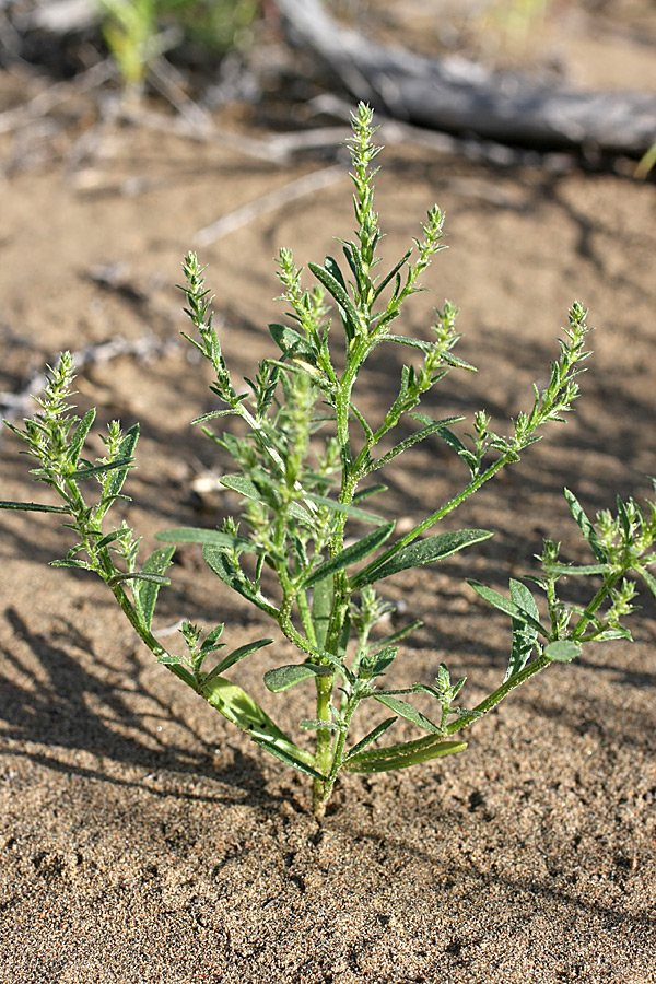 Image of genus Corispermum specimen.