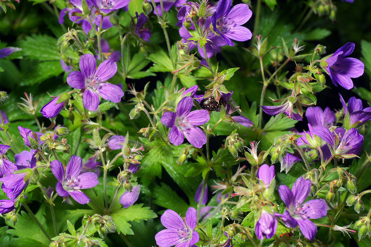 Герань Лесная (Geranium sylvaticum)